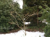 Hamamelis Double Gold 2015 02 07 3213